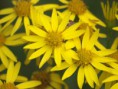 /album/my-local-birding-gallery/flowers-in-november-jpg/